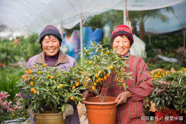 江蘇最大的花卉批發(fā)市場，豬年春節(jié)前夕備貨忙